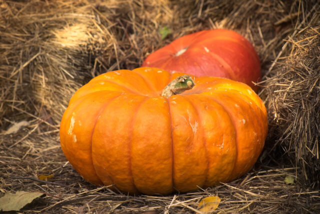 Toraf Nasiona warzyw | Dynia Olbrzymia Rouge Cif D'Etampes | Opakowanie 5g - imagine 7