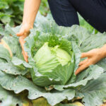 PNOS Nasiona warzyw | Kapusta Głowiasta Biała Roem Van Enkhuizen 2 | Opakowanie 2g - imagine 4