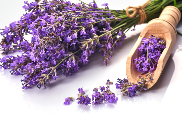 Toraf Nasiona ziół | Lawenda | Opakowanie 0,2g - imagine 6