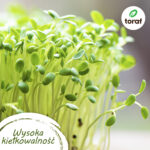 TORAF ZESTAW NASION WARZYWNY RAJ - 12 OPAKOWAŃ - imagine 2