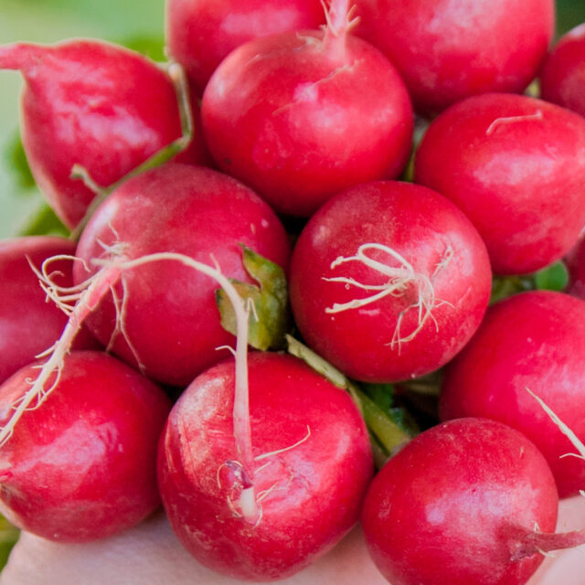 PNOS Nasiona otoczkowane | Rzodkiewka Karminowa | Opakowanie 200szt. - imagine 4