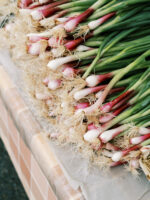 Toraf Nasiona warzyw | Cebula Siedmiolatka Red Toga | Opakowanie 1g - imagine 4