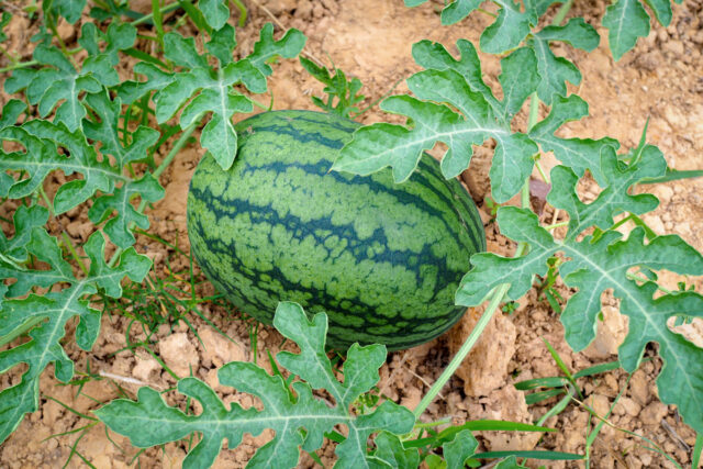 Toraf Nasiona warzyw | Arbuz Crimson Sweet | Opakowanie 1g - imagine 4