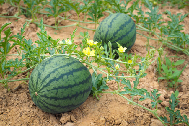 Toraf Nasiona warzyw | Arbuz Crimson Sweet | Opakowanie 1g - imagine 5