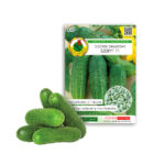 PNOS Nasiona otoczkowane | Ogórek Gruntowy Szeryf F1 | Opakowanie 50szt