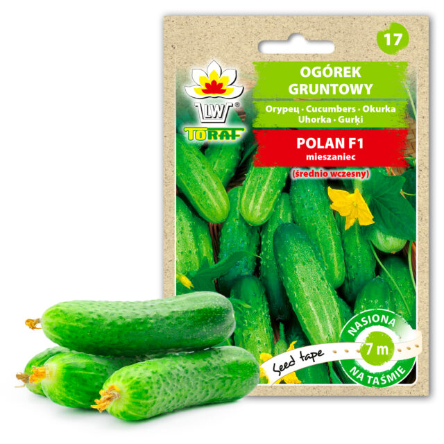 PNOS Nasiona na taśmie | Ogórek Polan F1 | Taśma 6m - imagine 7