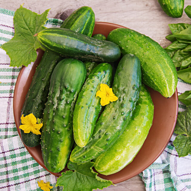 PNOS Nasiona na taśmie | Ogórek Gruntowy Szeryf F1 | Taśma 6m - imagine 7