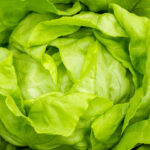 PNOS Nasiona otoczkowane | Sałata Głowiasta Masłowa Królowa Majowych | Opakowanie 100szt. - imagine 7