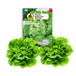 PNOS Nasiona na taśmie | Sałata Głowiasta Masłowa Justyna | Taśma 6m