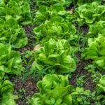 PNOS Nasiona na taśmie | Sałata Głowiasta Masłowa Justyna | Taśma 6m - imagine 4