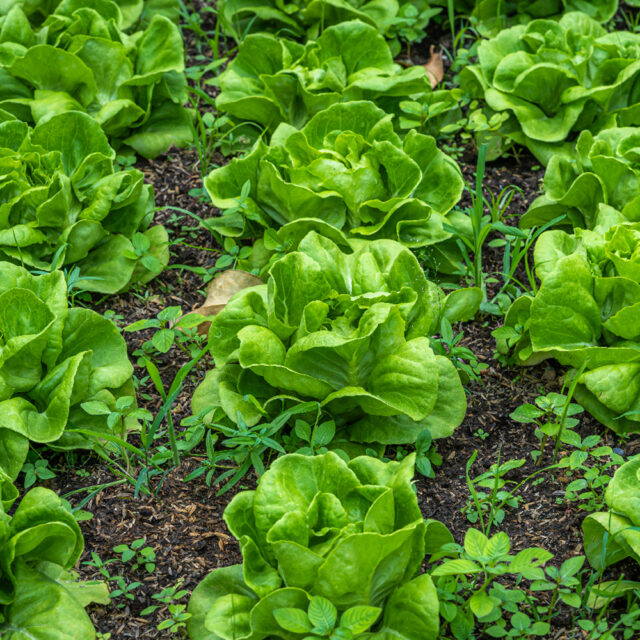 PNOS Nasiona na taśmie | Sałata Głowiasta Masłowa Justyna | Taśma 6m - imagine 4