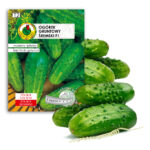 PNOS Nasiona na taśmie | Ogórek Gruntowy Śremski F1 | Taśma 6m