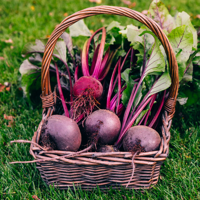 PNOS Nasiona otoczkowane | Burak Ćwikłowy Opolski | Opakowanie 100szt - imagine 5