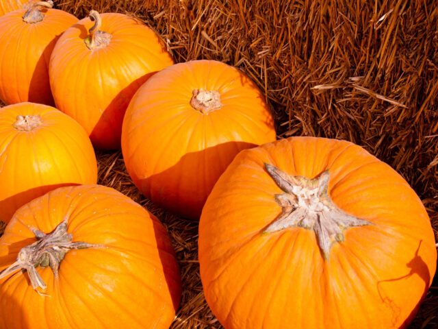 Toraf Nasiona warzyw | Dynia Olbrzymia Golias | Opakowanie 4g - imagine 7