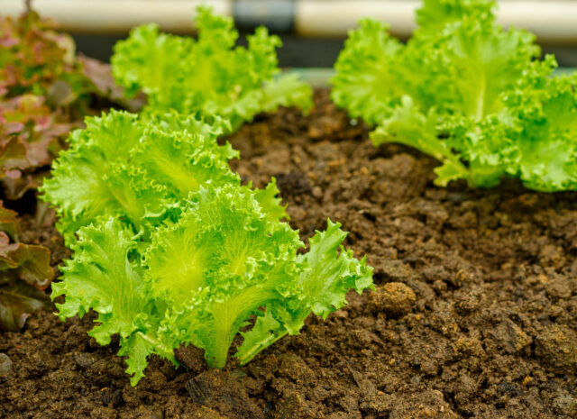 Toraf Nasiona warzyw | Sałata Krucha Lodowa Lata | Opakowanie 1g - imagine 5