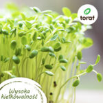 TORAF ZESTAW NASION POMIDOROWY EDEN - 8 OPAKOWAŃ - imagine 2