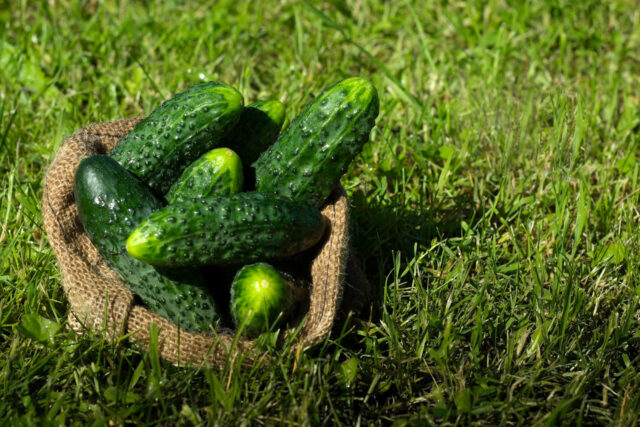 Toraf Nasiona warzyw | Ogórek Ares F1 | Opakowanie 5g - imagine 5