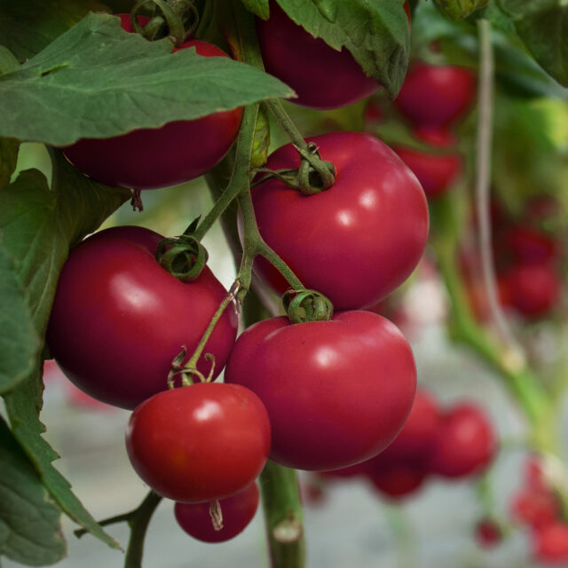 PNOS Nasiona warzyw | Pomidor Gruntowy Faworyt | Opakowanie 1g - imagine 5