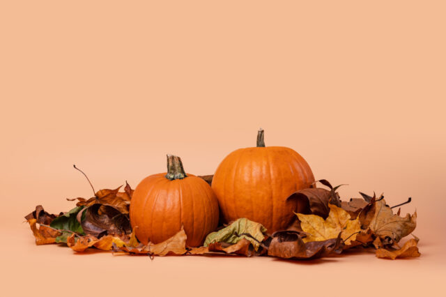 Toraf Nasiona warzyw | Dynia Olbrzymia Bambino | Opakowanie 5g - imagine 7