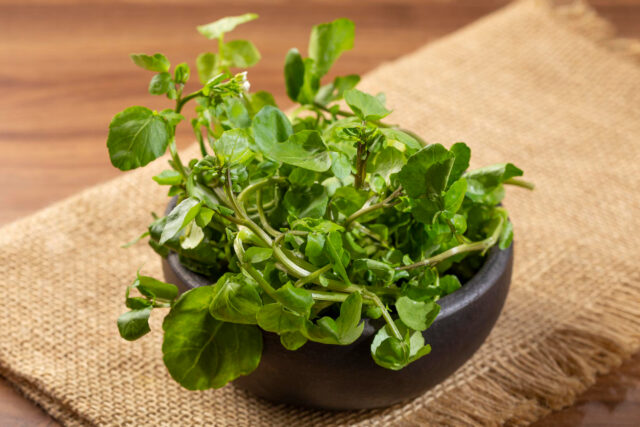 Toraf Nasiona warzyw | Rukiew Wodna | Opakowanie 0,2g - imagine 7