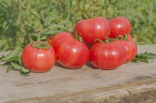 Toraf Nasiona warzyw | Pomidor gruntowy Tyczny Tigerella | Opakowanie 0,5g - imagine 3