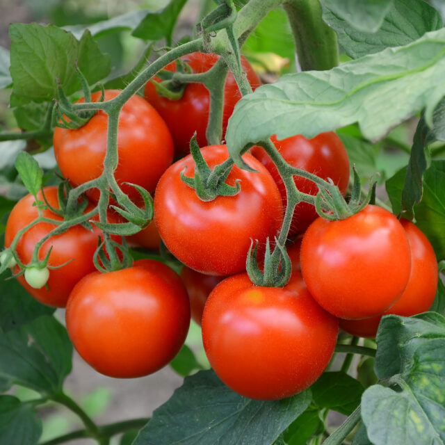 PNOS Mieszanka nasion | Dynia Olbrzynia | Opakowanie 0,9g - imagine 7