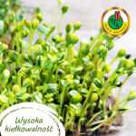 PNOS Zestaw | Nasiona Warzywa Domowe | 8 Opakowań - imagine 7