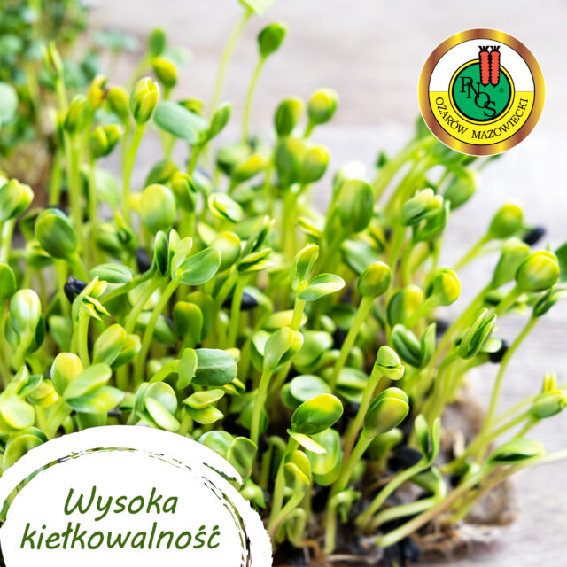 PNOS Zestaw | Nasiona Warzywa Domowe | 8 Opakowań - imagine 7