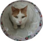 ZOLUX Zabawka dla kota tunel wzór koty i myszy CHATOUILLE 100cm - imagine 3