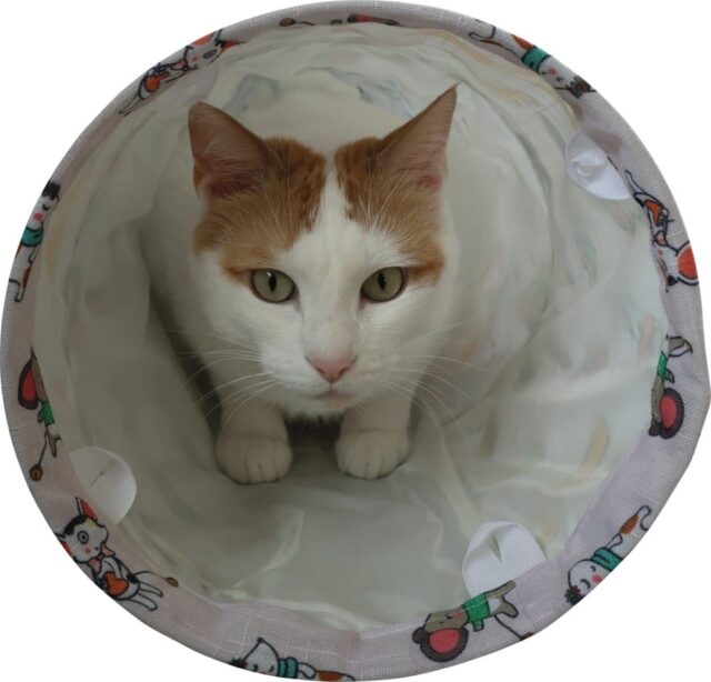 ZOLUX Zabawka dla kota tunel wzór koty i myszy CHATOUILLE 100cm - imagine 3