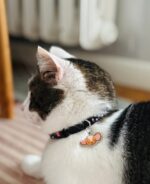 ZOLUX Obroża dla kota z zawieszką w kształcie myszy CHATOUILLE czarna - imagine 3