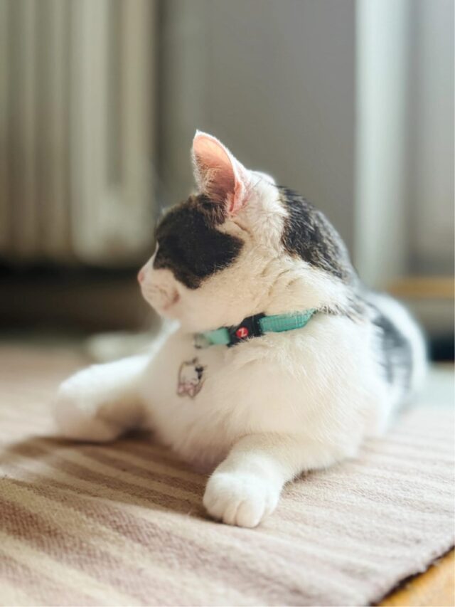 ZOLUX Obroża dla kota z zawieszką w kształcie kota CHATOUILLE niebieska - imagine 3