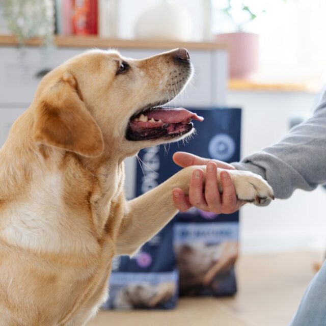 ADDVENA POWER OF NATURE dla starszych psów średnich i dużych ras 10kg - imagine 5