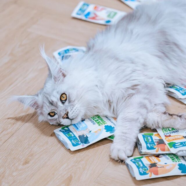 ANIMAL ISLAND indyk/biała ryba w rosole karma dla kota 80x85g - imagine 2