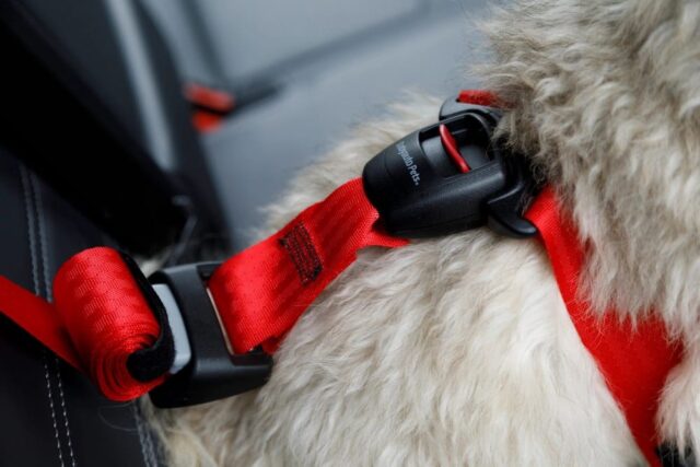 ZOLUX Szelki dla psa TRAVEL SAFE S czerwone - imagine 5