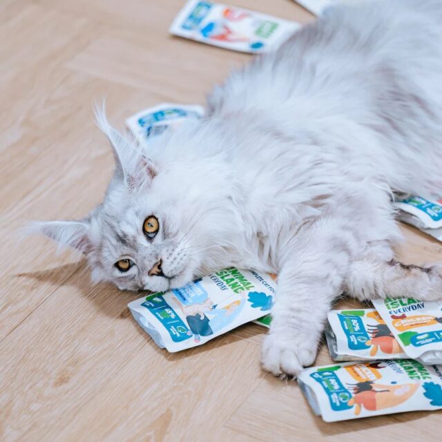 ANIMAL ISLAND kurczak w rosole karma dla kota monopak 40x85g - imagine 3