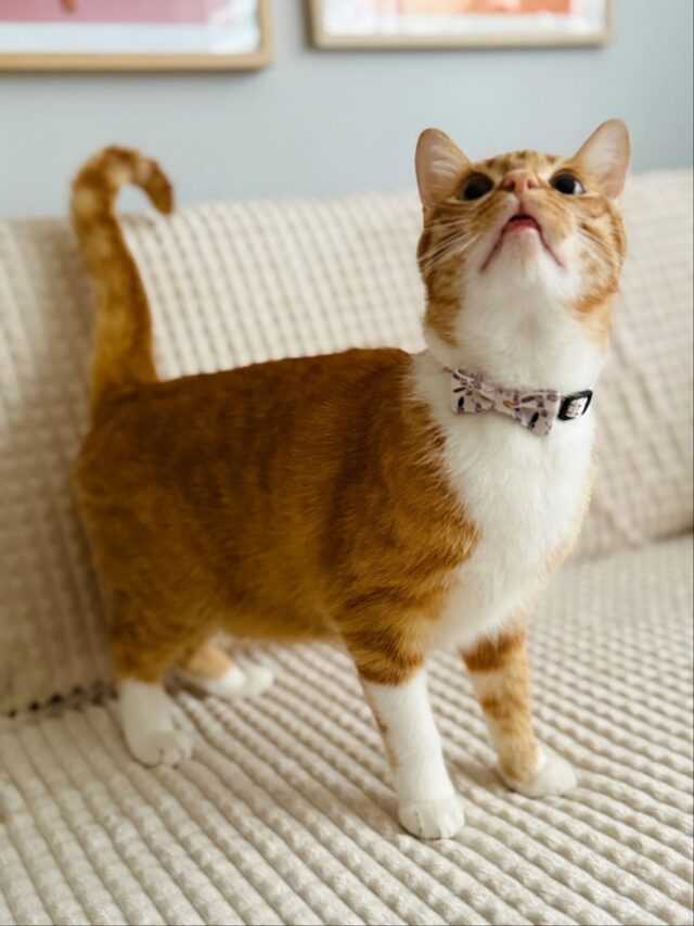 ZOLUX Obroża dla kota z muszką CHATOUILLE beżowa - imagine 2