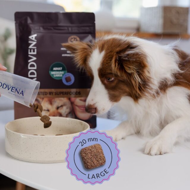 ADDVENA BOOSTED BY SUPERFOODS dla dorosłych psów średnich i dużych ras 2 5kg - imagine 3