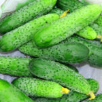 PNOS Nasiona na taśmie | Ogórek Gruntowy Reja F1 | Taśma 6m - imagine 7