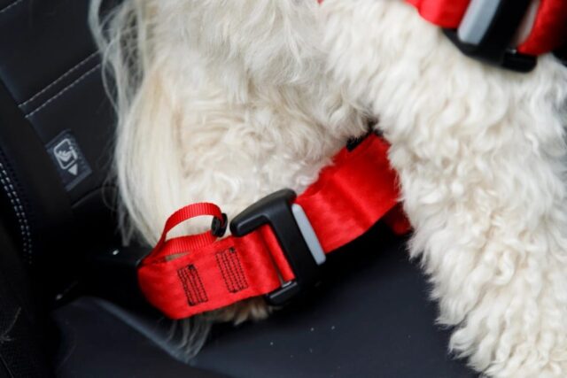 ZOLUX Szelki dla psa TRAVEL SAFE S czerwone - imagine 4