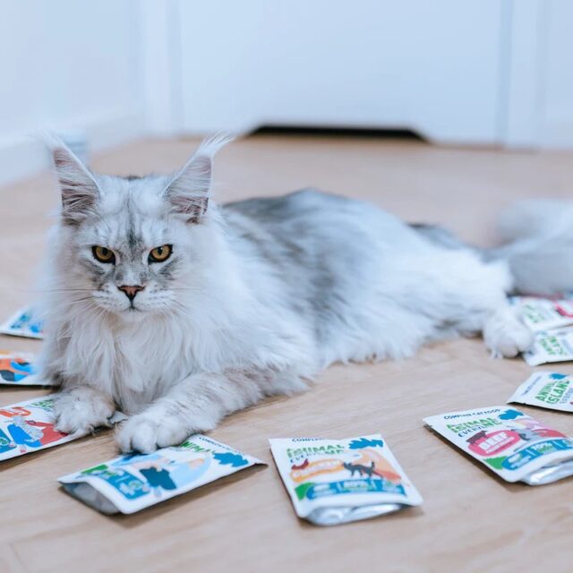 ANIMAL ISLAND Indyk w rosole karma dla kota monopak 40x85g - imagine 4