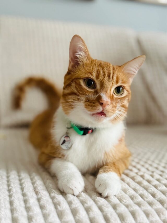 ZOLUX Obroża dla kota z zawieszką w kształcie ptaka CHATOUILLE zielona - imagine 3