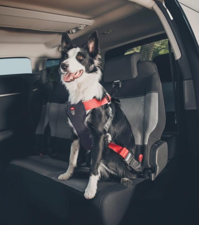 ZOLUX Szelki dla psa TRAVEL SAFE M czerwone - imagine 5