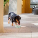 VIRBAC VET AQUADENT płyn do higieny jamy ustnej 250ml