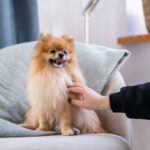 ADDVENA POWER OF NATURE dla starszych psów małych ras 10kg - imagine 4