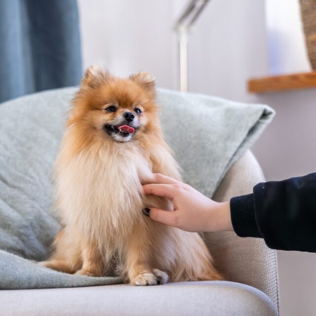 ADDVENA POWER OF NATURE dla starszych psów małych ras 10kg - imagine 4