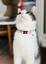 ZOLUX Obroża dla kota z zawieszką w kształcie kota CHATOUILLE różowa - imagine 3