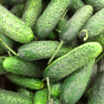 PNOS Nasiona na taśmie | Ogórek Gruntowy Reja F1 | Taśma 6m - imagine 5